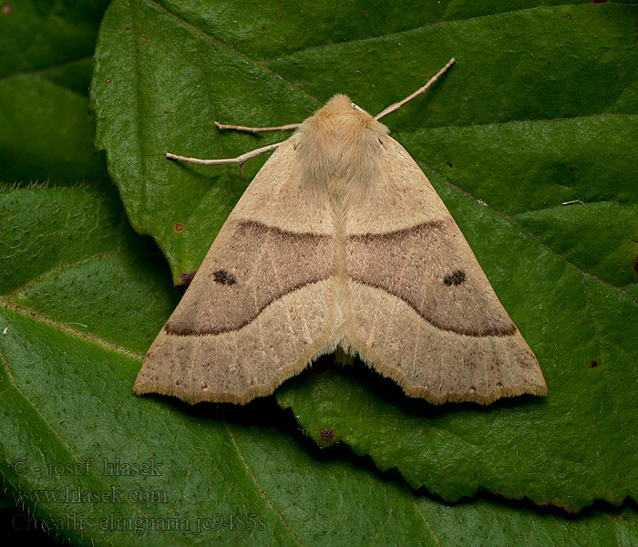 Crocallis elinguaria