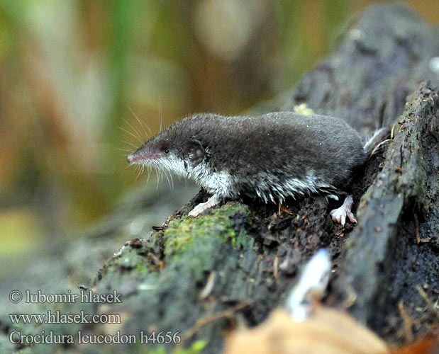 Feldspitzmaus Bělozubka bělobřichá חדף לבן שיניים Mezei cickány Veldspitsmuis Zębiełek białawy Fältnäbbmus Kır sivri faresi 白齿麝鼩 Crocidura ventre bianco Crocidure leucode Musaraigne bicolore blanche champs シロハラジネズミ Chitcan camp Белобрюхая белозубка Minell daouliv Белокоремна белозъбка Musaranya bicolor Bielozubka bielobruchá Poljska rovka Musgaño dientes blancos Kır sivri faresi Crocidura leucodon Bicolored Shrew Bicoloured White-toothed