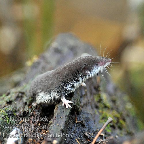 Crocidura leucodon h4663