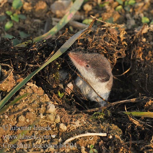 白齿麝鼩 Crocidura ventre bianco Crocidure leucode Musaraigne bicolore blanche champs シロハラジネズミ Chitcan camp Белобрюхая белозубка Minell daouliv Белокоремна белозъбка Musaranya bicolor Bielozubka bielobruchá Poljska rovka Musgaño dientes blancos Kır sivri faresi Crocidura leucodon Bicolored Shrew Bicoloured White-toothed Feldspitzmaus Bělozubka bělobřichá חדף לבן שיניים Mezei cickány Veldspitsmuis Zębiełek białawy Fältnäbbmus Kır sivri faresi