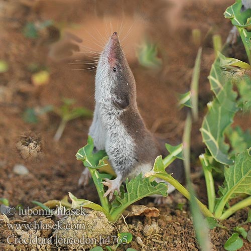 Crocidura leucodon h4765