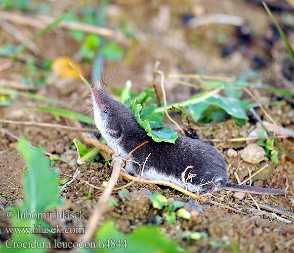 Crocidura leucodon h4844