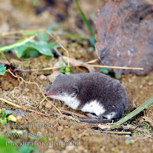 Белокоремна белозъбка Musaranya bicolor Bielozubka bielobruchá Poljska rovka Musgaño dientes blancos Kır sivri faresi Crocidura leucodon Bicolored Shrew Bicoloured White-toothed Feldspitzmaus Bělozubka bělobřichá חדף לבן שיניים Mezei cickány Veldspitsmuis Zębiełek białawy Fältnäbbmus Kır sivri faresi 白齿麝鼩 Crocidura ventre bianco Crocidure leucode Musaraigne bicolore blanche champs シロハラジネズミ Chitcan camp Белобрюхая белозубка Minell daouliv