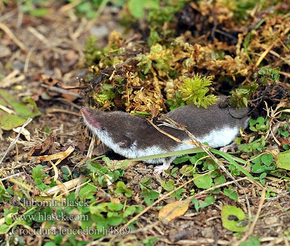 Crocidura leucodon h4869