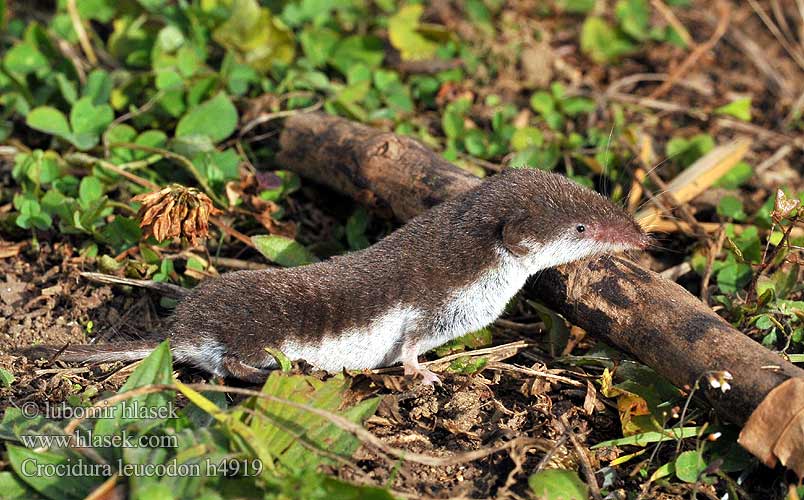 Crocidura leucodon h4919