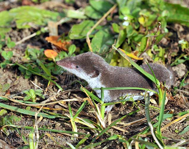 Bicolored Shrew Bicoloured White-toothed Feldspitzmaus Bělozubka bělobřichá חדף לבן שיניים Mezei cickány Veldspitsmuis Zębiełek białawy Fältnäbbmus Kır sivri faresi 白齿麝鼩 Crocidura ventre bianco Crocidure leucode Musaraigne bicolore blanche champs シロハラジネズミ Chitcan camp Белобрюхая белозубка Minell daouliv Белокоремна белозъбка Musaranya bicolor Bielozubka bielobruchá Poljska rovka Musgaño dientes blancos Kır sivri faresi Crocidura leucodon