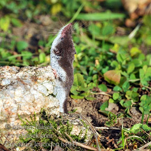 Crocidura leucodon h4941