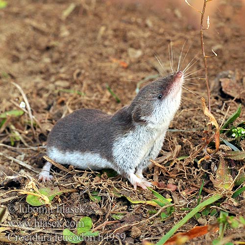 חדף לבן שיניים Mezei cickány Veldspitsmuis Zębiełek białawy Fältnäbbmus Kır sivri faresi 白齿麝鼩 Crocidura ventre bianco Crocidure leucode Musaraigne bicolore blanche champs シロハラジネズミ Chitcan camp Белобрюхая белозубка Minell daouliv Белокоремна белозъбка Musaranya bicolor Bielozubka bielobruchá Poljska rovka Musgaño dientes blancos Kır sivri faresi Crocidura leucodon Bicolored Shrew Bicoloured White-toothed Feldspitzmaus Bělozubka bělobřichá