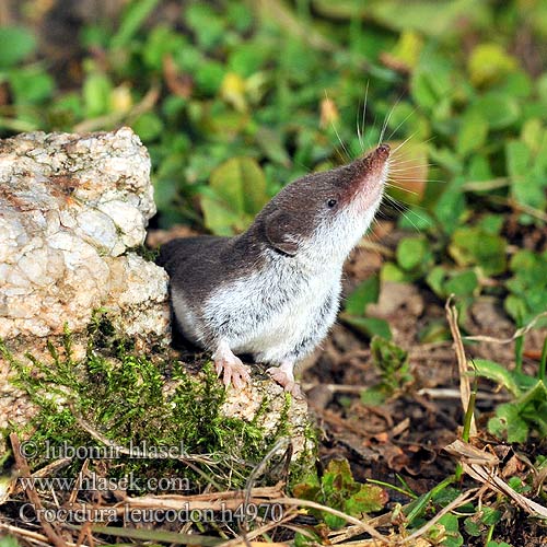 Crocidura leucodon h4970