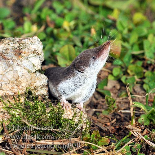 Veldspitsmuis Zębiełek białawy Fältnäbbmus Kır sivri faresi 白齿麝鼩 Crocidura ventre bianco Crocidure leucode Musaraigne bicolore blanche champs シロハラジネズミ Chitcan camp Белобрюхая белозубка Minell daouliv Белокоремна белозъбка Musaranya bicolor Bielozubka bielobruchá Poljska rovka Musgaño dientes blancos Kır sivri faresi Crocidura leucodon Bicolored Shrew Bicoloured White-toothed Feldspitzmaus Bělozubka bělobřichá חדף לבן שיניים Mezei cickány