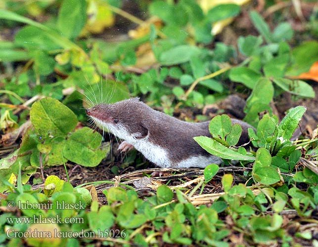 Crocidura leucodon h5026