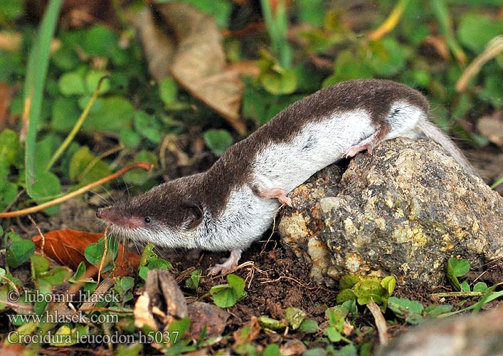 Crocidura leucodon h5037