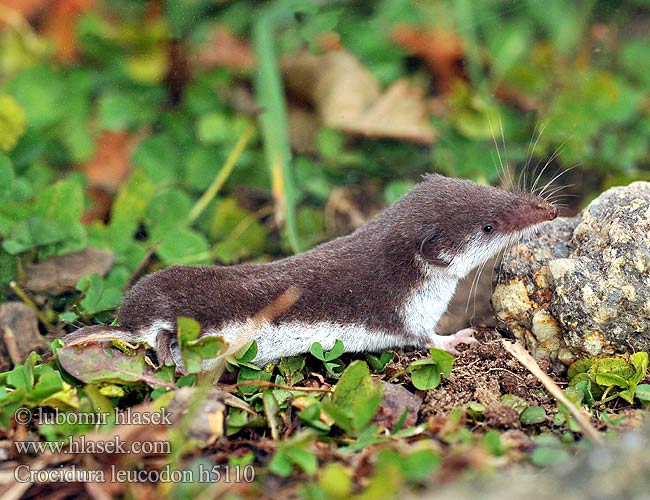 白齿麝鼩 Crocidura ventre bianco Crocidure leucode Musaraigne bicolore blanche champs シロハラジネズミ Chitcan camp Белобрюхая белозубка Minell daouliv Белокоремна белозъбка Musaranya bicolor Bielozubka bielobruchá Poljska rovka Musgaño dientes blancos Kır sivri faresi Crocidura leucodon Bicolored Shrew Bicoloured White-toothed Feldspitzmaus Bělozubka bělobřichá חדף לבן שיניים Mezei cickány Veldspitsmuis Zębiełek białawy Fältnäbbmus Kır sivri faresi