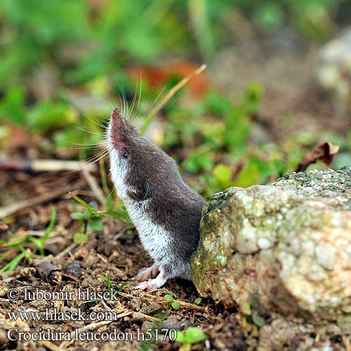 Crocidura ventre bianco Crocidure leucode Musaraigne bicolore blanche champs シロハラジネズミ Chitcan camp Белобрюхая белозубка Minell daouliv Белокоремна белозъбка Musaranya bicolor Bielozubka bielobruchá Poljska rovka Musgaño dientes blancos Kır sivri faresi Crocidura leucodon Bicolored Shrew Bicoloured White-toothed Feldspitzmaus Bělozubka bělobřichá חדף לבן שיניים Mezei cickány Veldspitsmuis Zębiełek białawy Fältnäbbmus Kır sivri faresi 白齿麝鼩