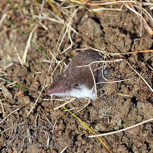 Crocidura leucodon h5215