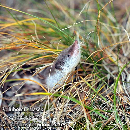 Crocidura leucodon h5239