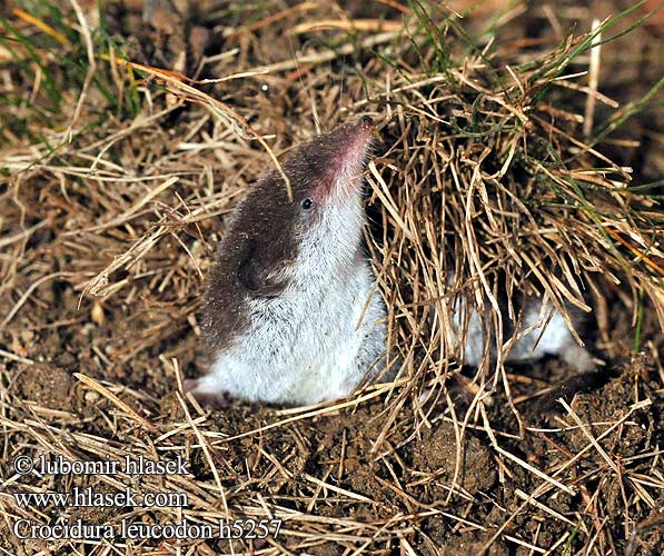 Crocidura leucodon h5257