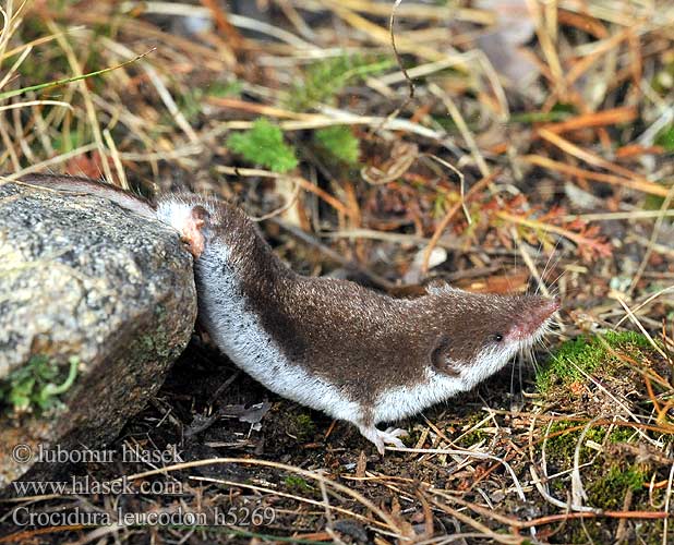 Crocidura leucodon h5269