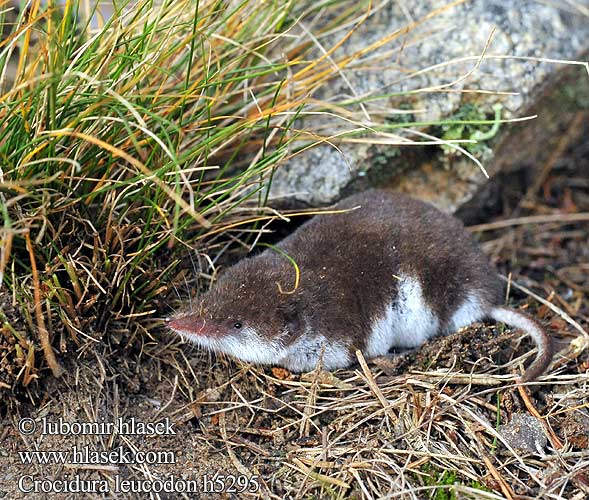 Белокоремна белозъбка Musaranya bicolor Bielozubka bielobruchá Poljska rovka Musgaño dientes blancos Kır sivri faresi Crocidura leucodon Bicolored Shrew Bicoloured White-toothed Feldspitzmaus Bělozubka bělobřichá חדף לבן שיניים Mezei cickány Veldspitsmuis Zębiełek białawy Fältnäbbmus Kır sivri faresi 白齿麝鼩 Crocidura ventre bianco Crocidure leucode Musaraigne bicolore blanche champs シロハラジネズミ Chitcan camp Белобрюхая белозубка Minell daouliv