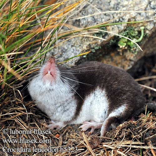 Crocidura leucodon h5323