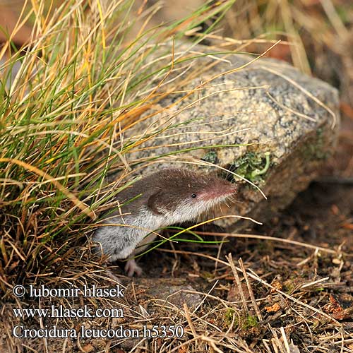 Crocidura leucodon h5350