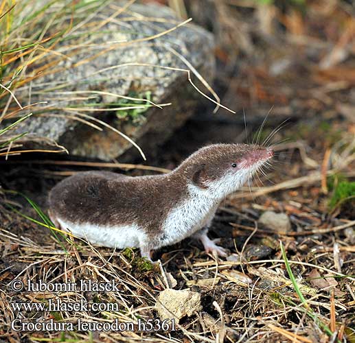 Crocidura leucodon h5361