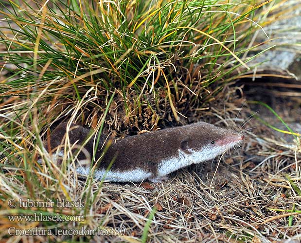 Musgaño dientes blancos Kır sivri faresi Crocidura leucodon Bicolored Shrew Bicoloured White-toothed Feldspitzmaus Bělozubka bělobřichá חדף לבן שיניים Mezei cickány Veldspitsmuis Zębiełek białawy Fältnäbbmus Kır sivri faresi 白齿麝鼩 Crocidura ventre bianco Crocidure leucode Musaraigne bicolore blanche champs シロハラジネズミ Chitcan camp Белобрюхая белозубка Minell daouliv Белокоремна белозъбка Musaranya bicolor Bielozubka bielobruchá Poljska rovka