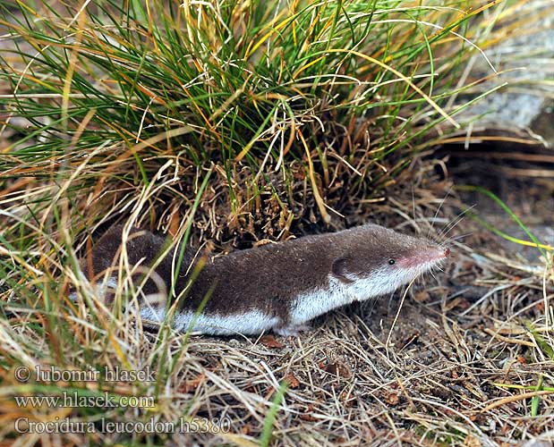 Musgaño dientes blancos Kır sivri faresi Crocidura leucodon Bicolored Shrew Bicoloured White-toothed Feldspitzmaus Bělozubka bělobřichá חדף לבן שיניים Mezei cickány Veldspitsmuis Zębiełek białawy Fältnäbbmus Kır sivri faresi 白齿麝鼩 Crocidura ventre bianco Crocidure leucode Musaraigne bicolore blanche champs シロハラジネズミ Chitcan camp Белобрюхая белозубка Minell daouliv Белокоремна белозъбка Musaranya bicolor Bielozubka bielobruchá Poljska rovka