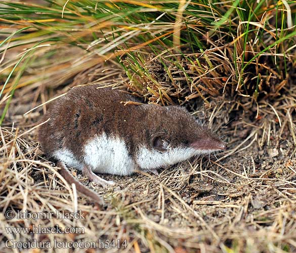 Crocidura leucodon Feldspitzmaus Bělozubka bělobřichá חדף לבן שיניים Mezei cickány Veldspitsmuis Zębiełek białawy Fältnäbbmus Kır sivri faresi 白齿麝鼩 Crocidura ventre bianco Crocidure leucode Musaraigne bicolore blanche champs シロハラジネズミ Chitcan camp Белобрюхая белозубка Minell daouliv Белокоремна белозъбка Musaranya bicolor Bielozubka bielobruchá Poljska rovka Musgaño dientes blancos Bicolored Shrew Bicoloured White-toothed