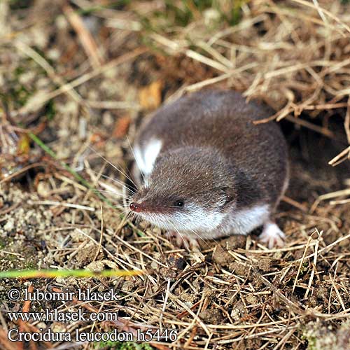 Crocidura leucodon h5446