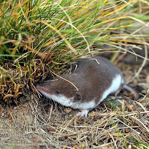 Crocidura leucodon h5458