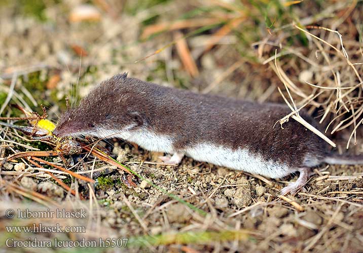 Mezei cickány Veldspitsmuis Zębiełek białawy Fältnäbbmus Kır sivri faresi 白齿麝鼩 Crocidura ventre bianco Crocidure leucode Musaraigne bicolore blanche champs シロハラジネズミ Chitcan camp Белобрюхая белозубка Minell daouliv Белокоремна белозъбка Musaranya bicolor Bielozubka bielobruchá Poljska rovka Musgaño dientes blancos Bicolored Shrew Bicoloured White-toothed Feldspitzmaus Bělozubka bělobřichá Crocidura leucodon חדף לבן שיניים