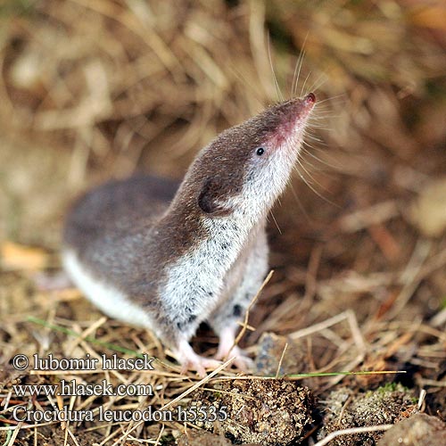 Crocidura leucodon h5535