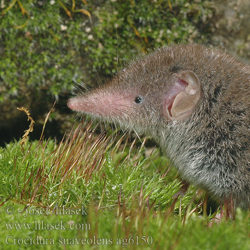 Crocidura suaveolens Lesser White-toothed Shrew Gartenspitzmaus