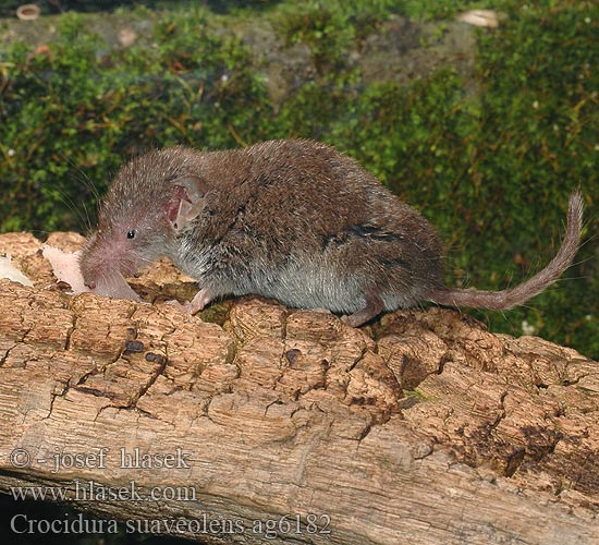 Crocidura suaveolens Gartenspitzmaus Bělozubka šedá Crocidure jardins