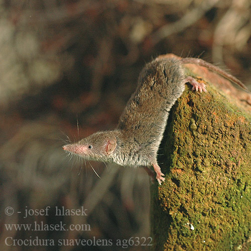 Crocidura suaveolens Bělozubka šedá Crocidure jardins Tuinspitsmuis