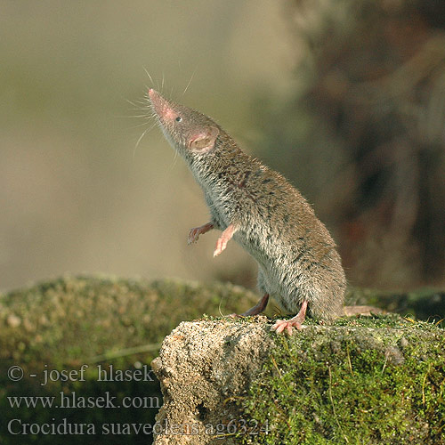 Crocidura suaveolens ag6324