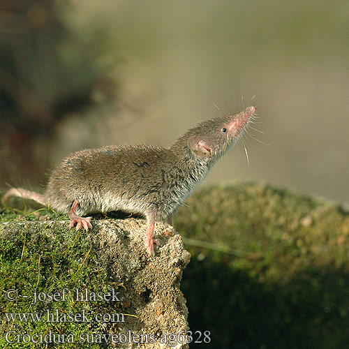 Crocidura suaveolens ag6328