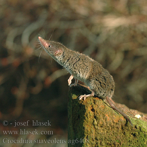 Crocidura suaveolens زباب أصغر أبيض الأسنان Малка белозъбка kotipäästäinen