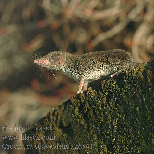 Crocidura suaveolens ag6541