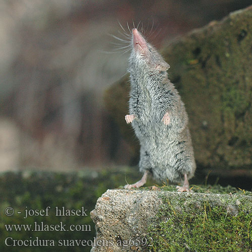 Crocidura suaveolens minore odorosa Keleti cickány Zębiełek karliczek