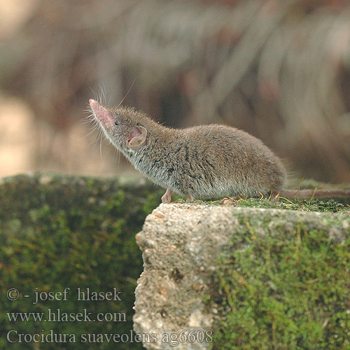 Crocidura suaveolens Zębiełek karliczek Малая белозубка