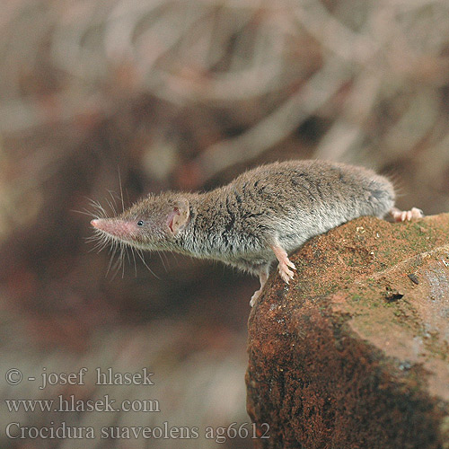 Crocidura suaveolens Bielozubka krpatá Musaraña campo