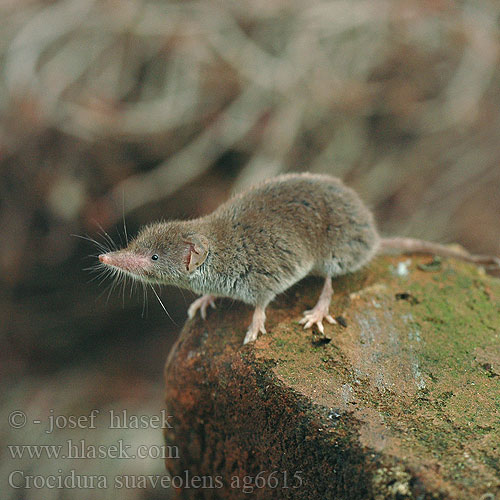 Crocidura suaveolens Musaraña campo Lesser White-toothed Shrew