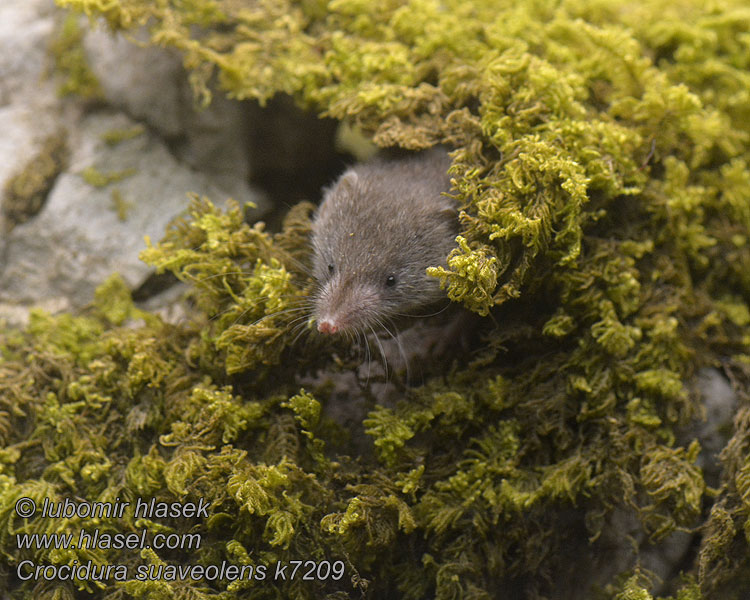 Crocidura suaveolens Lesser White-toothed