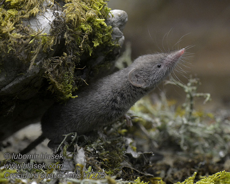 Crocidura suaveolens Gartenspitzmaus