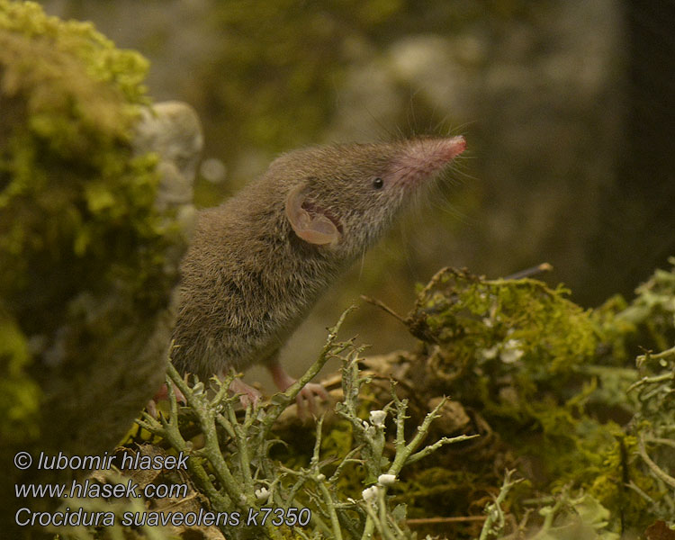 Crocidura suaveolens Bělozubka šedá