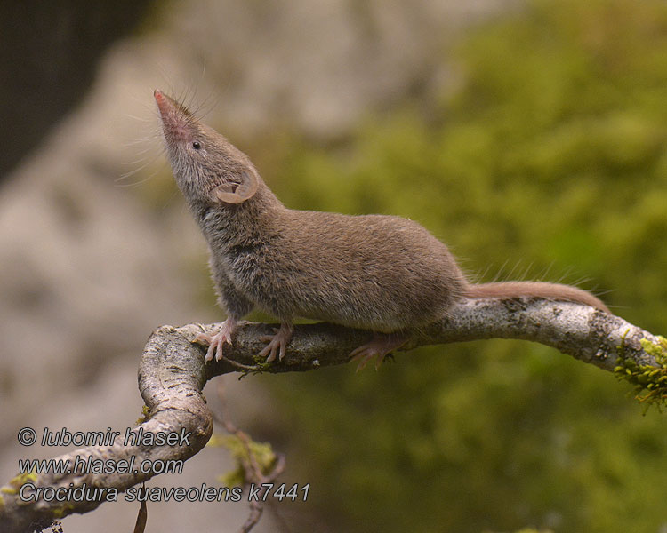 Crocidura suaveolens Crocidure jardins