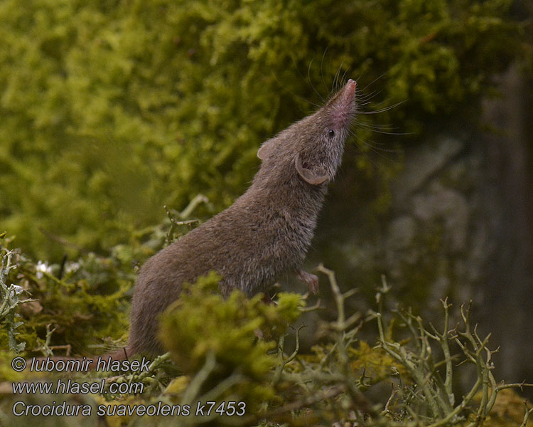 Crocidura suaveolens Tuinspitsmuis