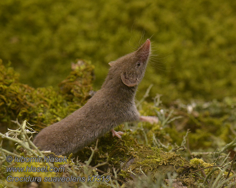 Crocidura suaveolens Zębiełek karliczek